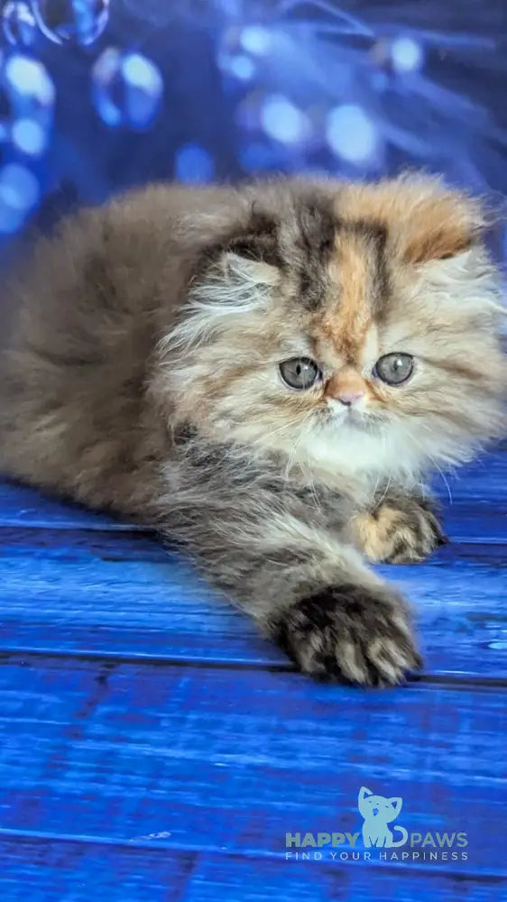 Carmen Persian female black tortie tabby live animals