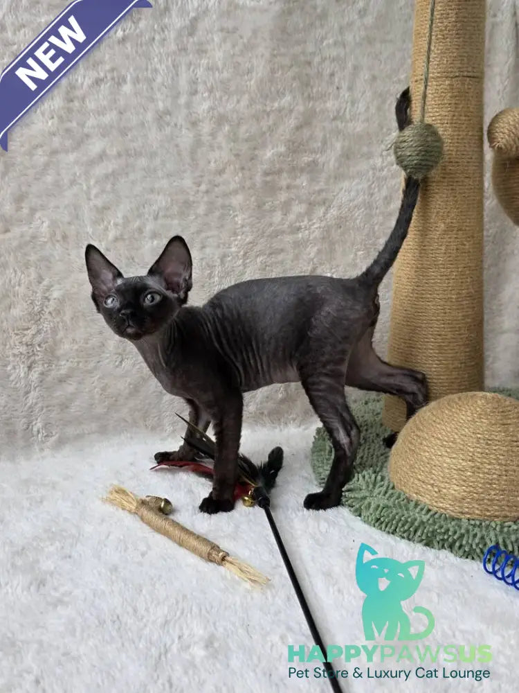 Carmensita Devon Rex female black - live animals