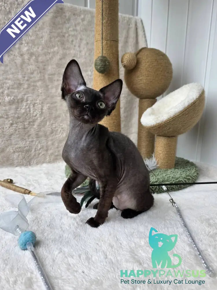 Carmensita Devon Rex female black - live animals