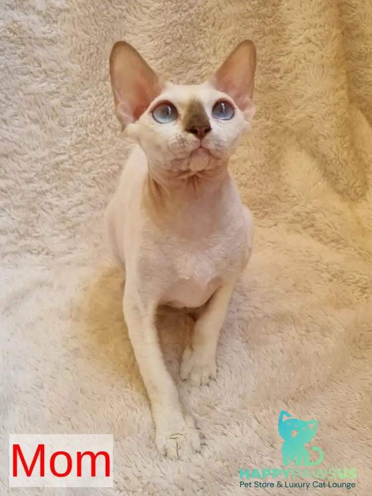 Carmensita Devon Rex female black - live animals