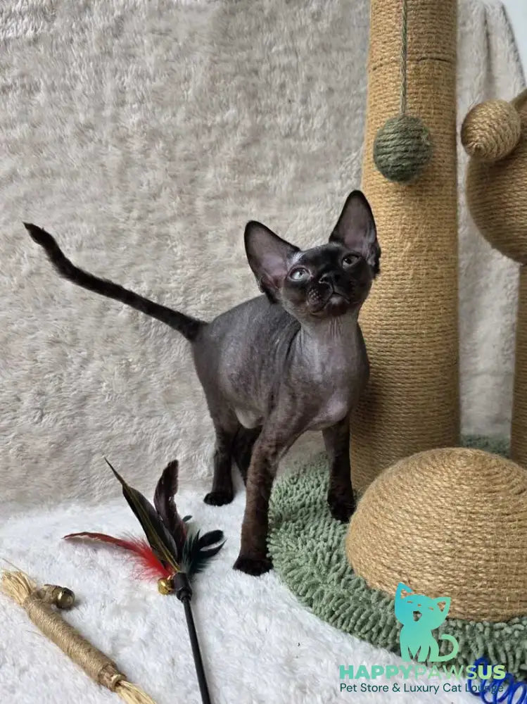 Carmensita Devon Rex female black - live animals