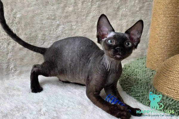 Carmensita Devon Rex female black - live animals