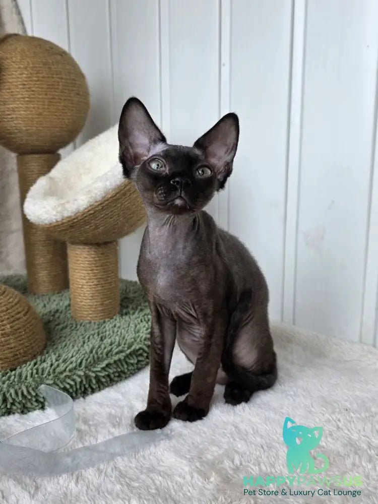 Carmensita Devon Rex female black - live animals