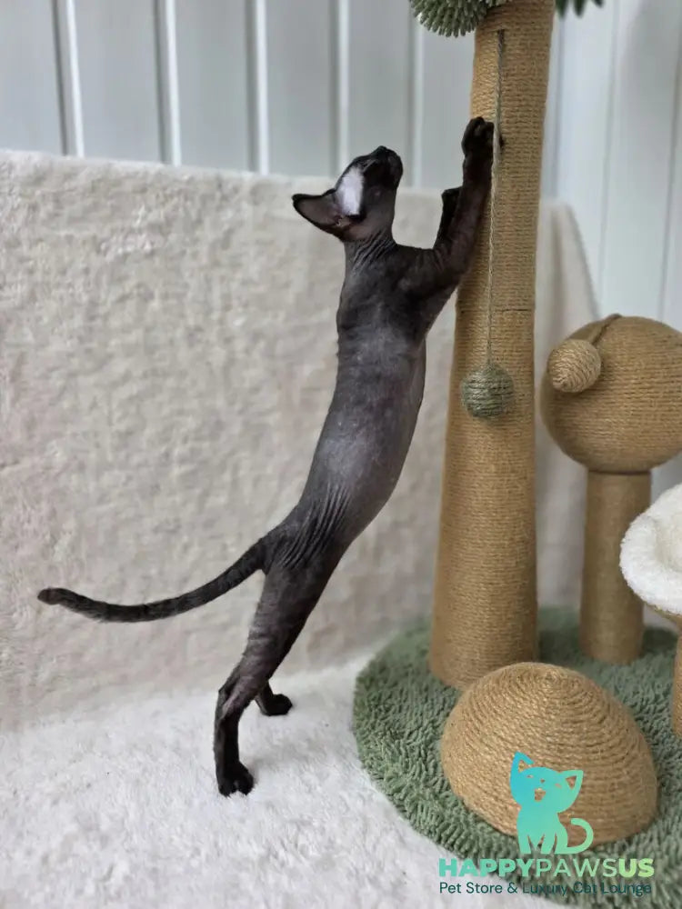 Carmensita Devon Rex female black - live animals