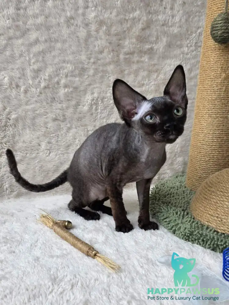 Carmensita Devon Rex female black - live animals