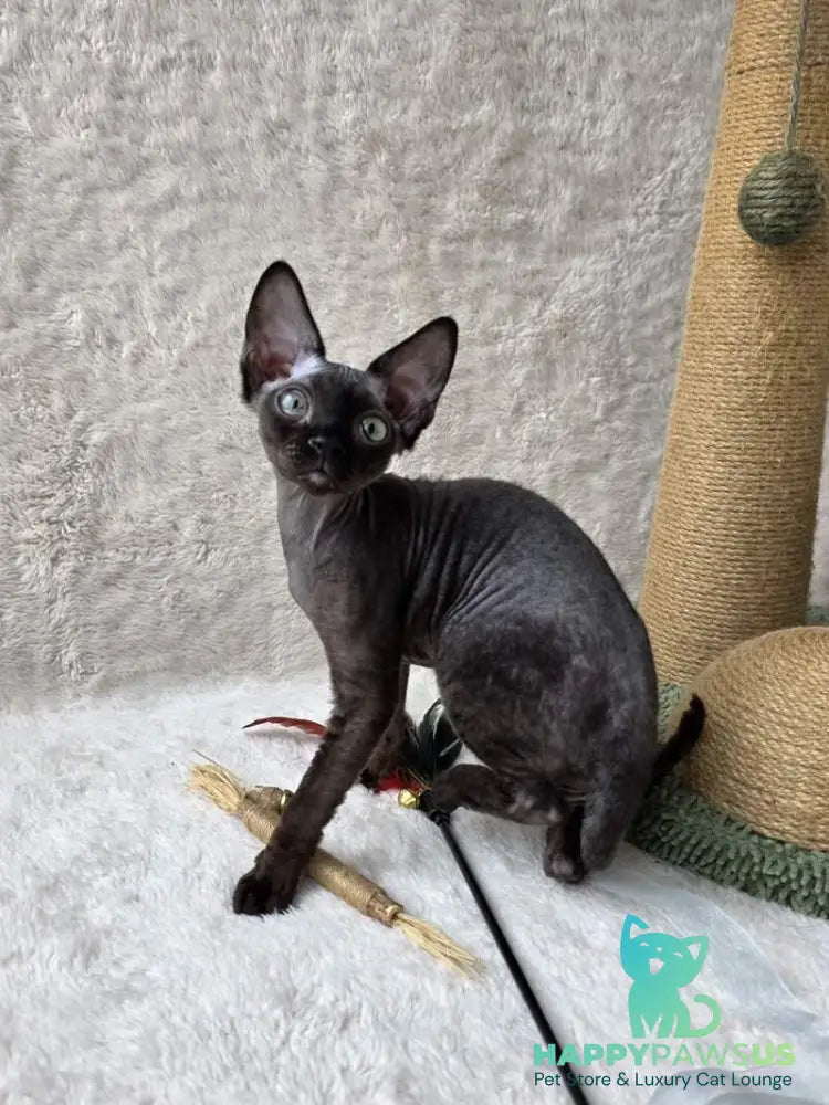 Carmensita Devon Rex female black - live animals