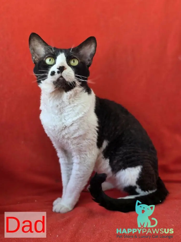 Carmensita Devon Rex female black - live animals