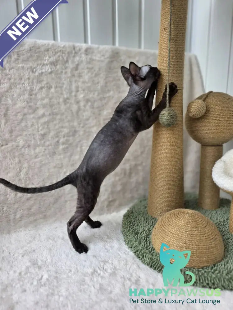 Carmensita Devon Rex female black - live animals