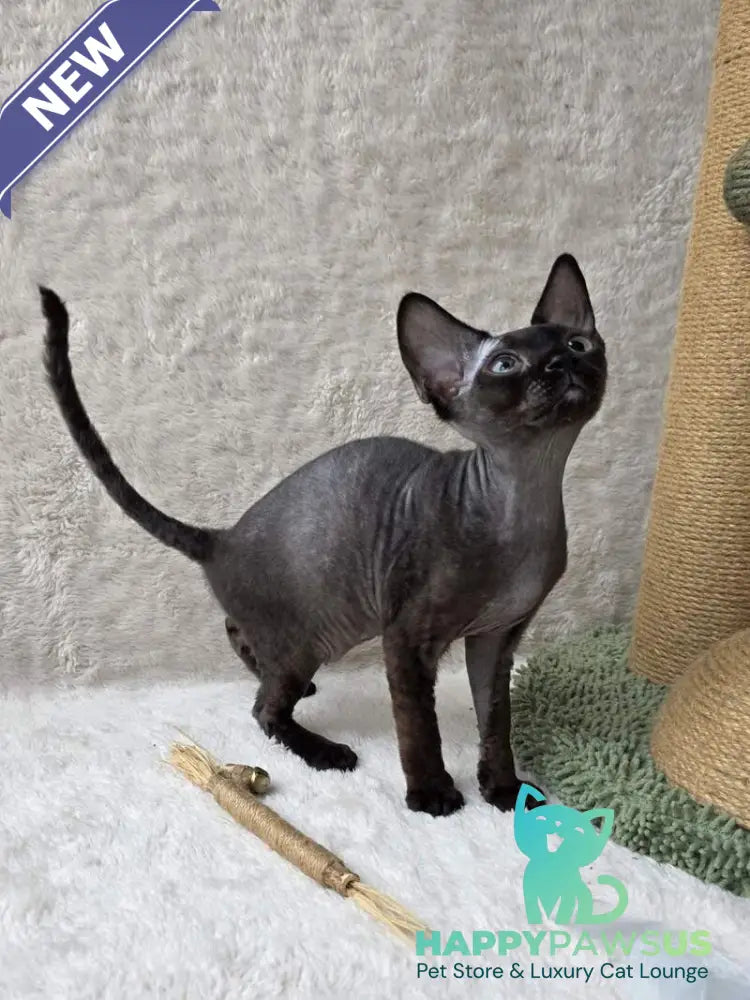 Carmensita Devon Rex female black - live animals