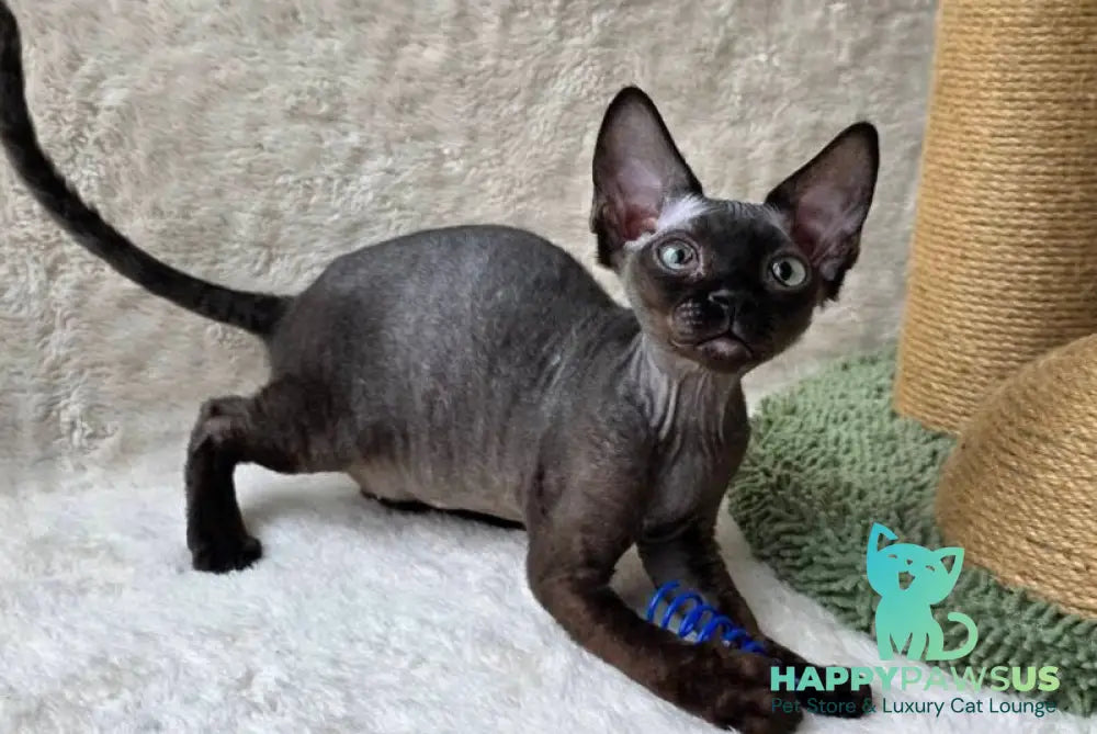 Carmensita Devon Rex female black - live animals