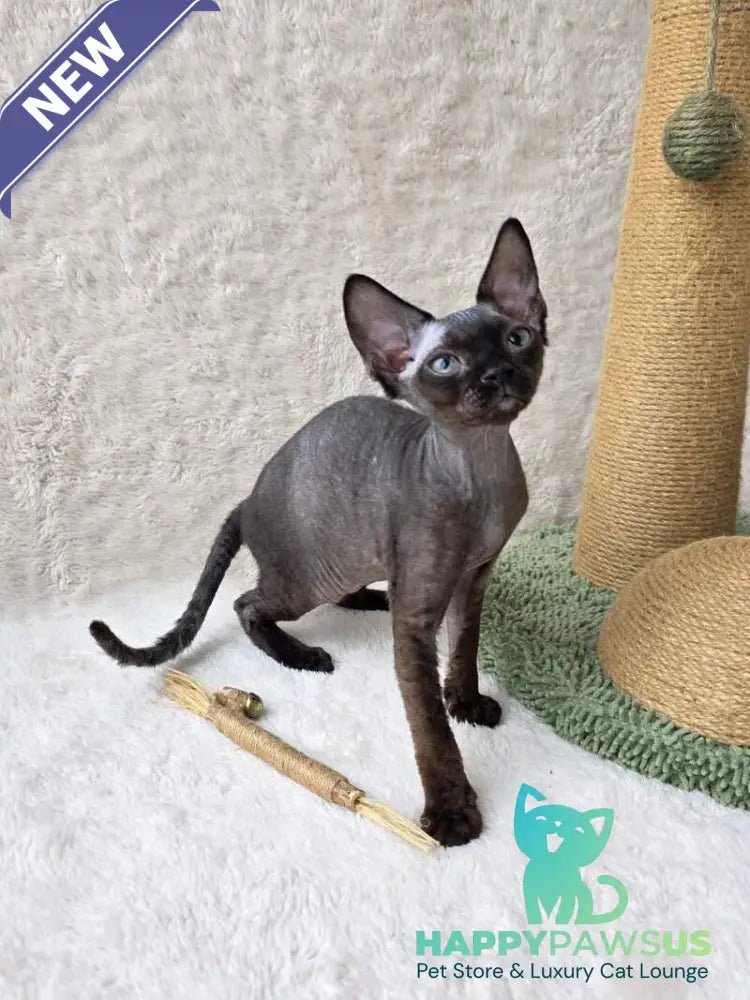 Carmensita Devon Rex female black - live animals