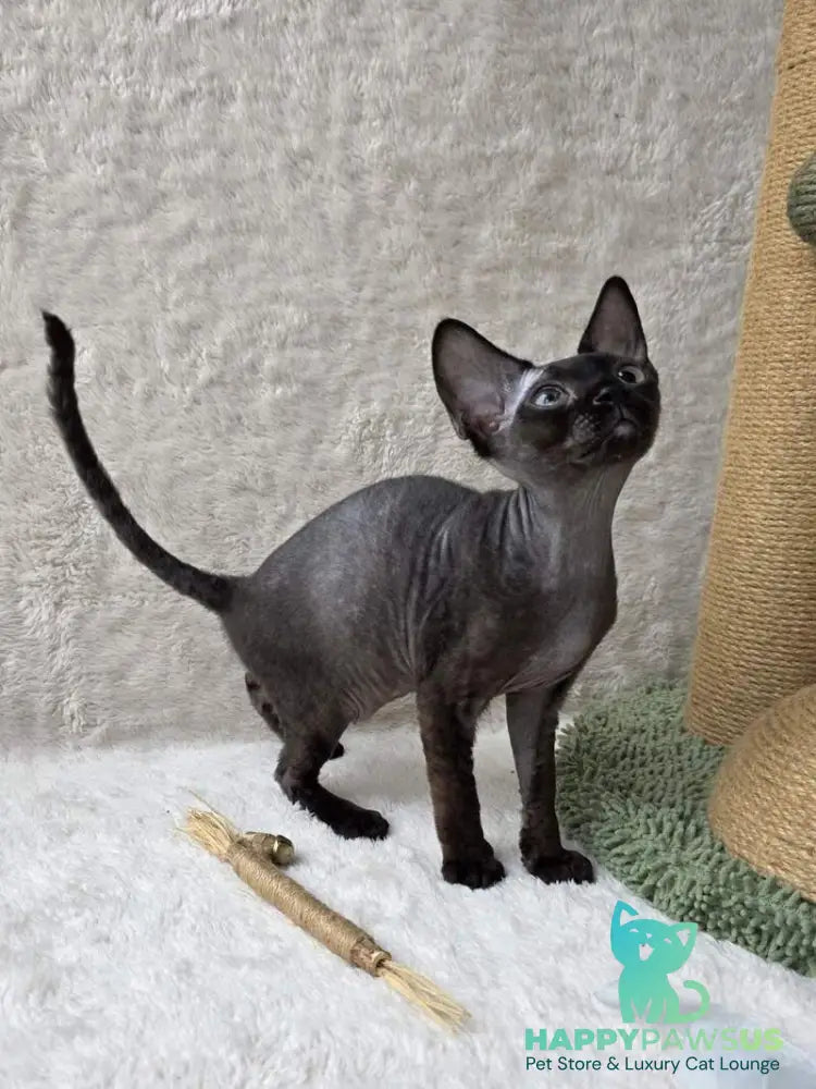 Carmensita Devon Rex female black - live animals