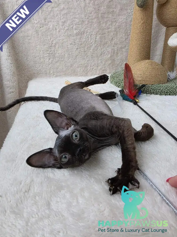 Carmensita Devon Rex female black - live animals
