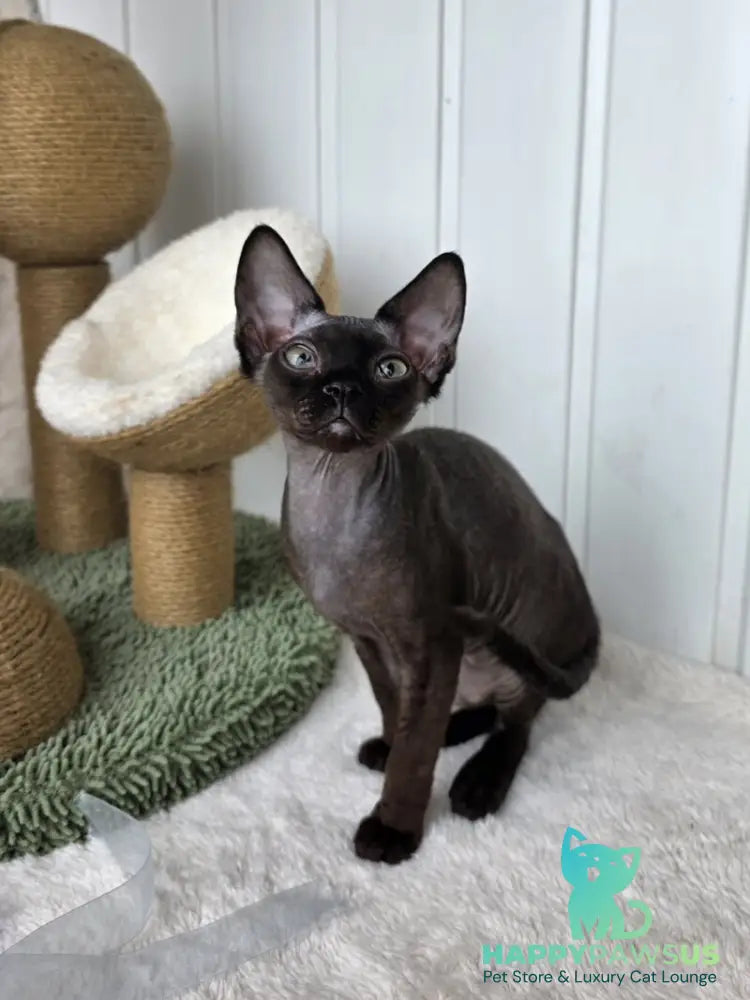 Carmensita Devon Rex female black - live animals
