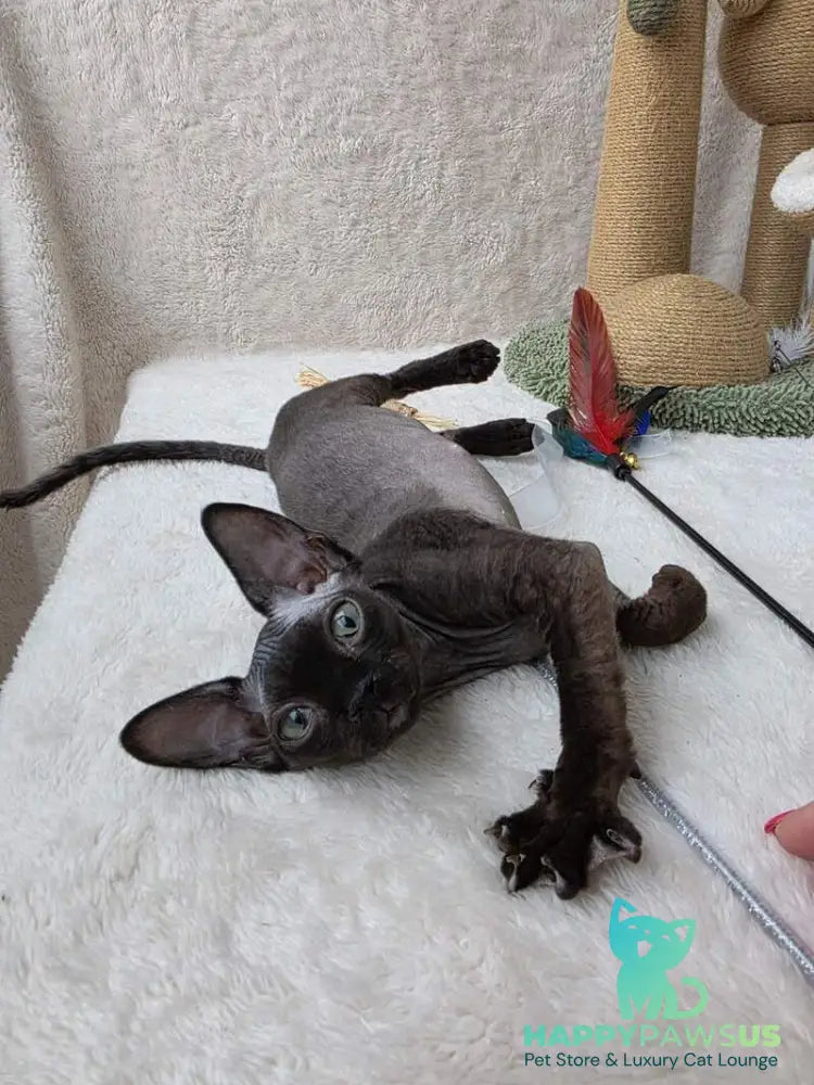 Carmensita Devon Rex female black - live animals