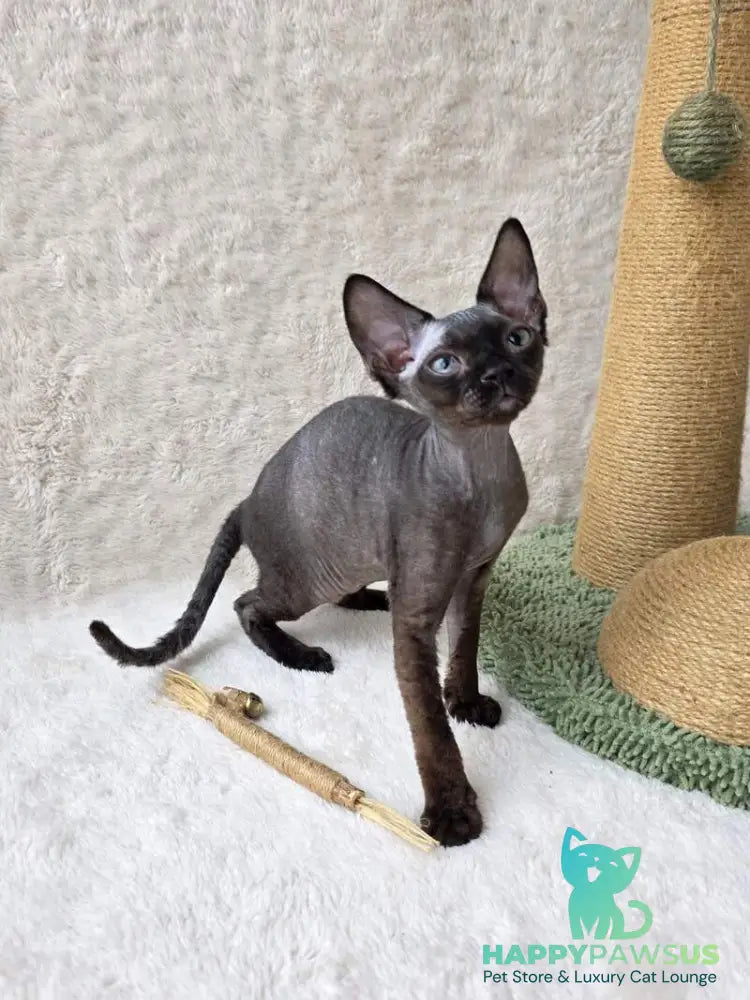 Carmensita Devon Rex female black - live animals