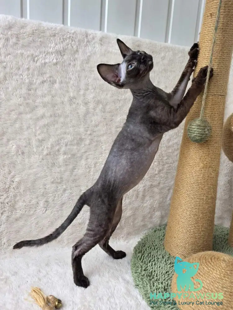 Carmensita Devon Rex female black - live animals