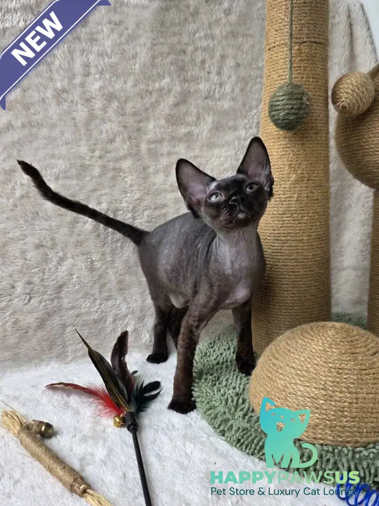 Carmensita Devon Rex female black - live animals