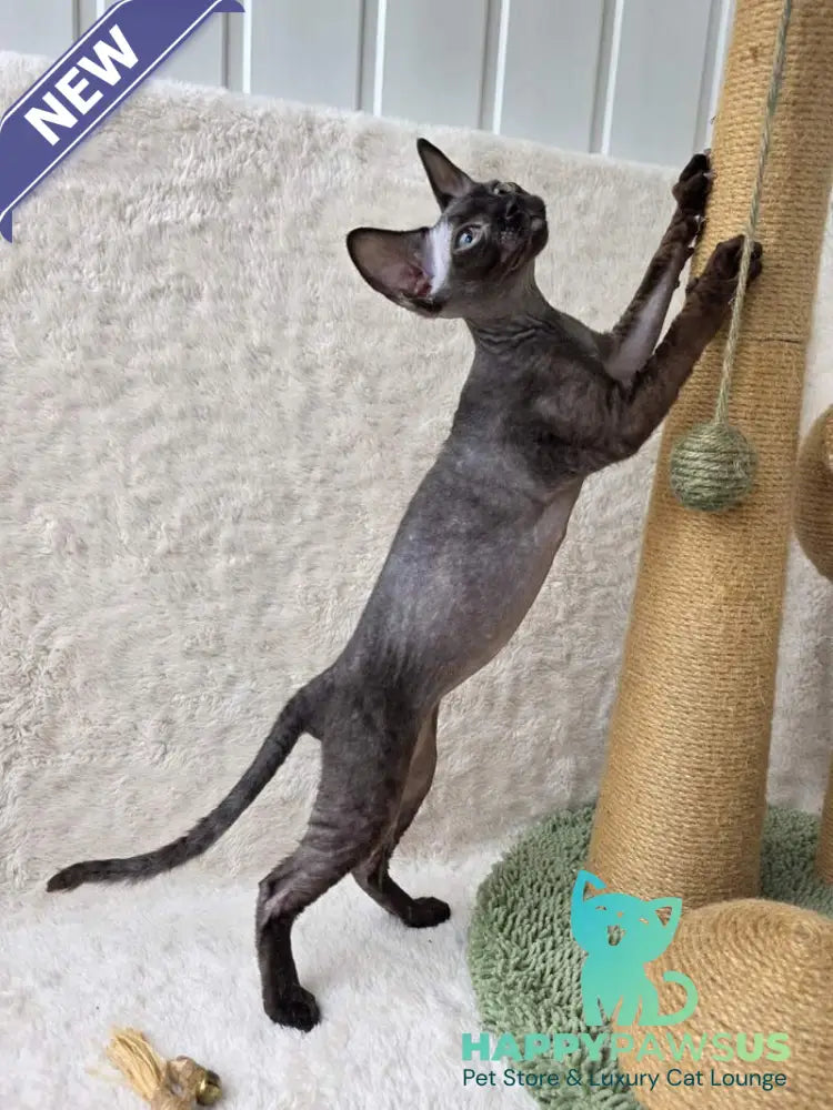 Carmensita Devon Rex female black - live animals