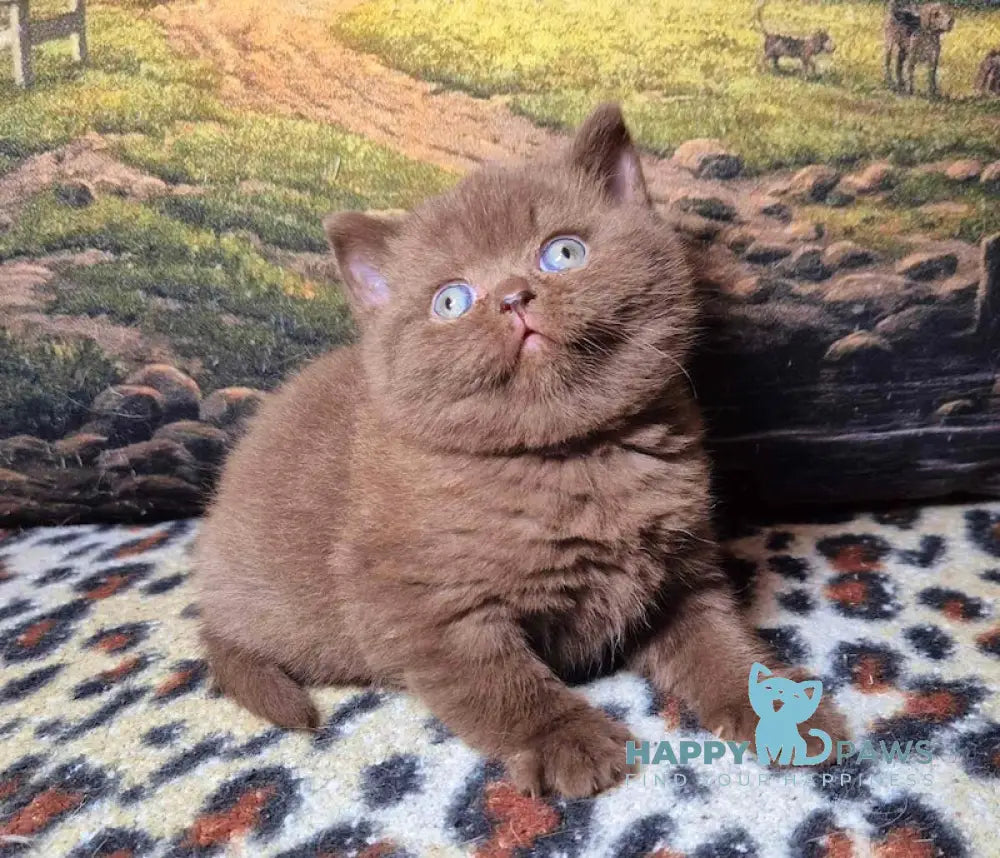 Carolina British Shorthair female chocolate live animals