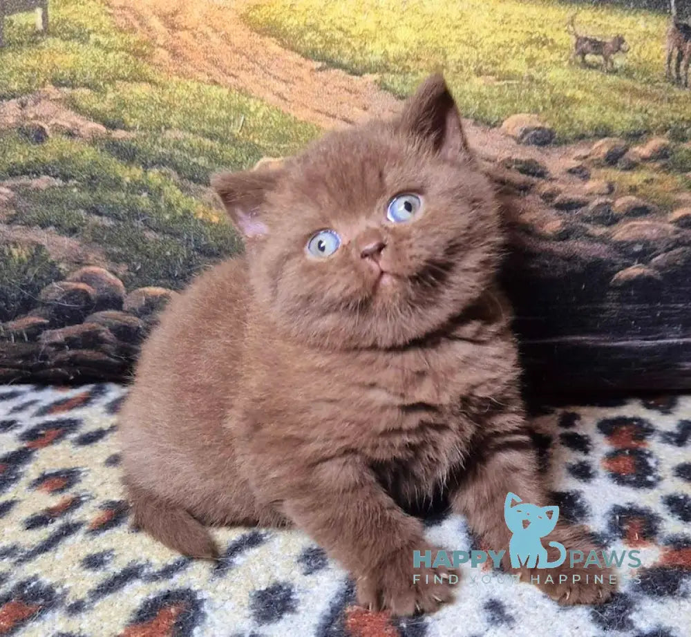 Carolina British Shorthair female chocolate live animals