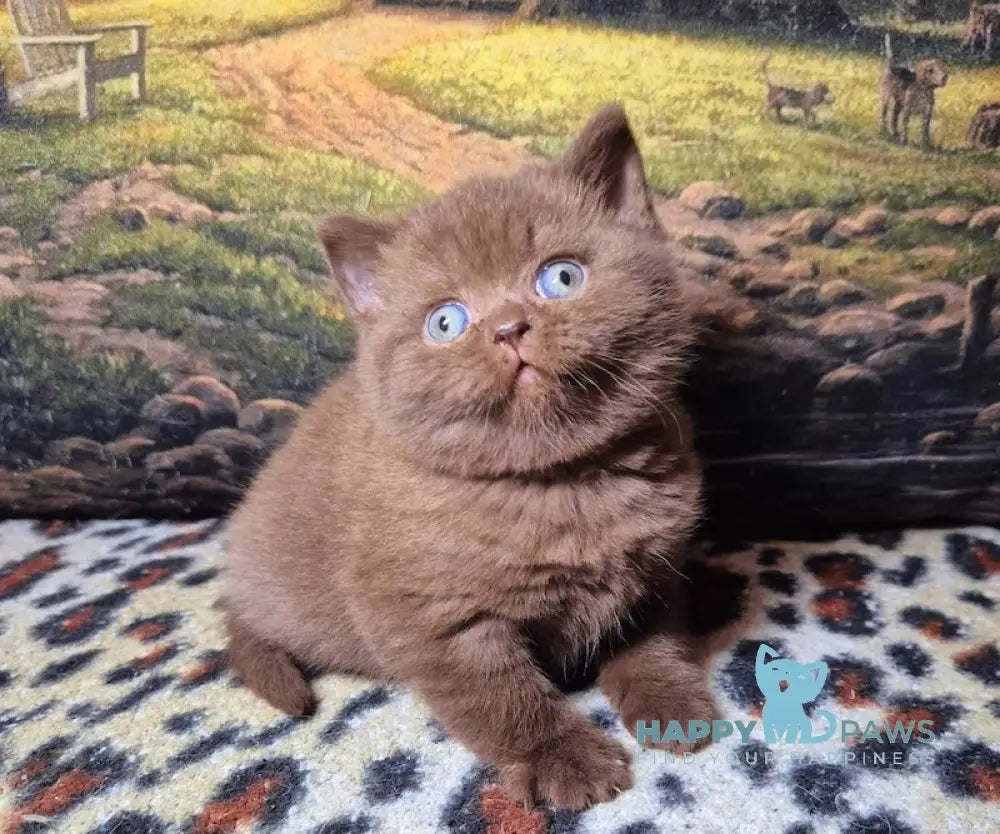 Carolina British Shorthair female chocolate live animals