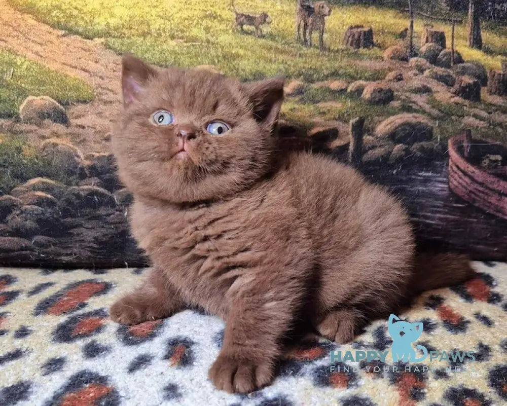 Carolina British Shorthair female chocolate live animals