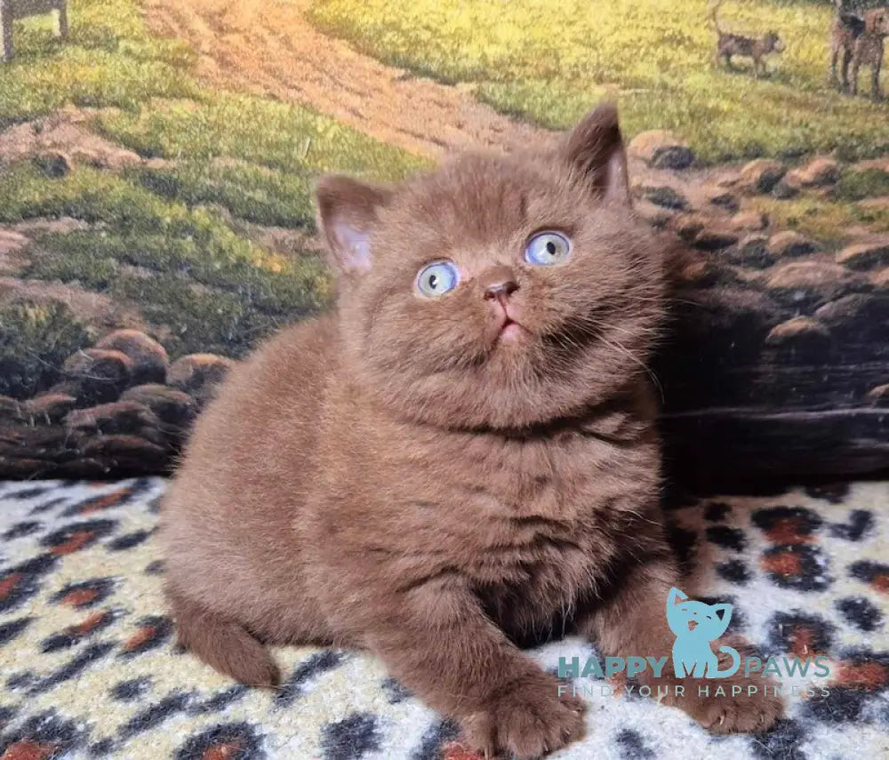 Carolina British Shorthair female chocolate live animals