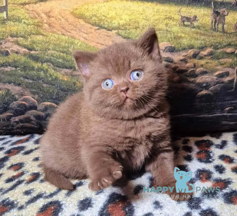 Carolina British Shorthair female chocolate live animals