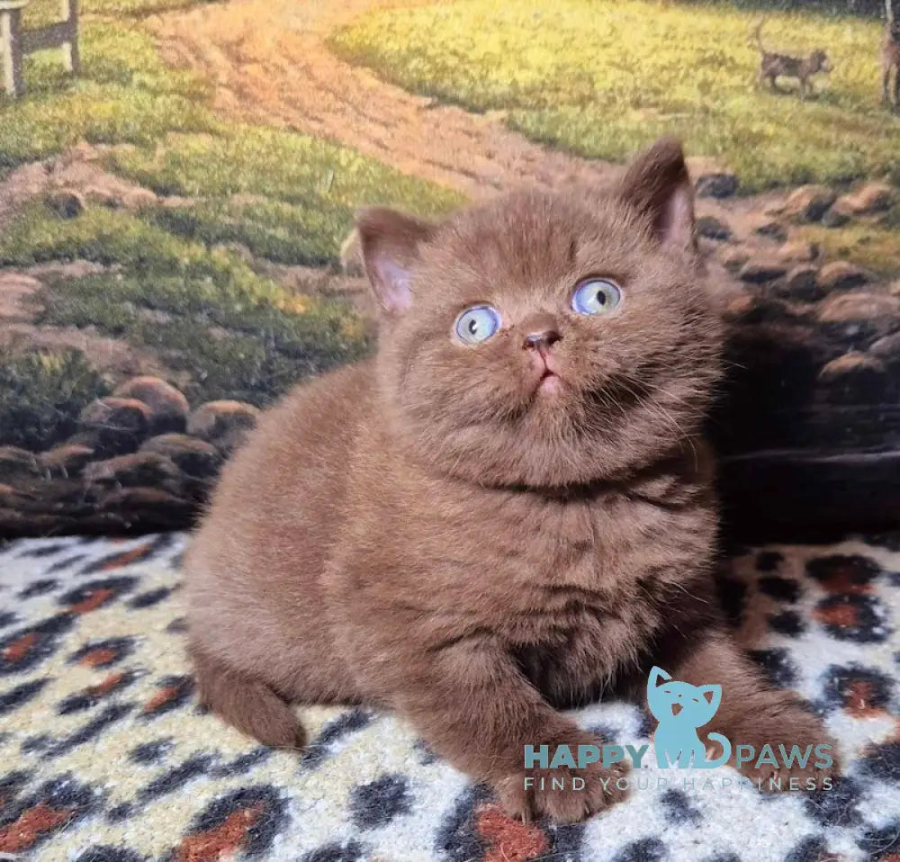 Carolina British Shorthair female chocolate live animals