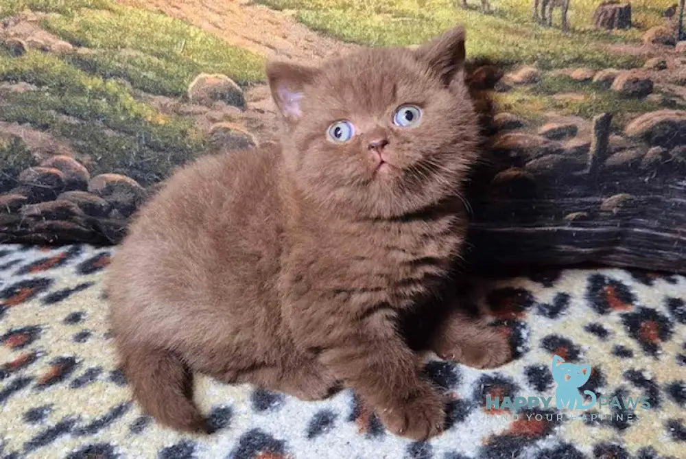 Carolina British Shorthair female chocolate live animals