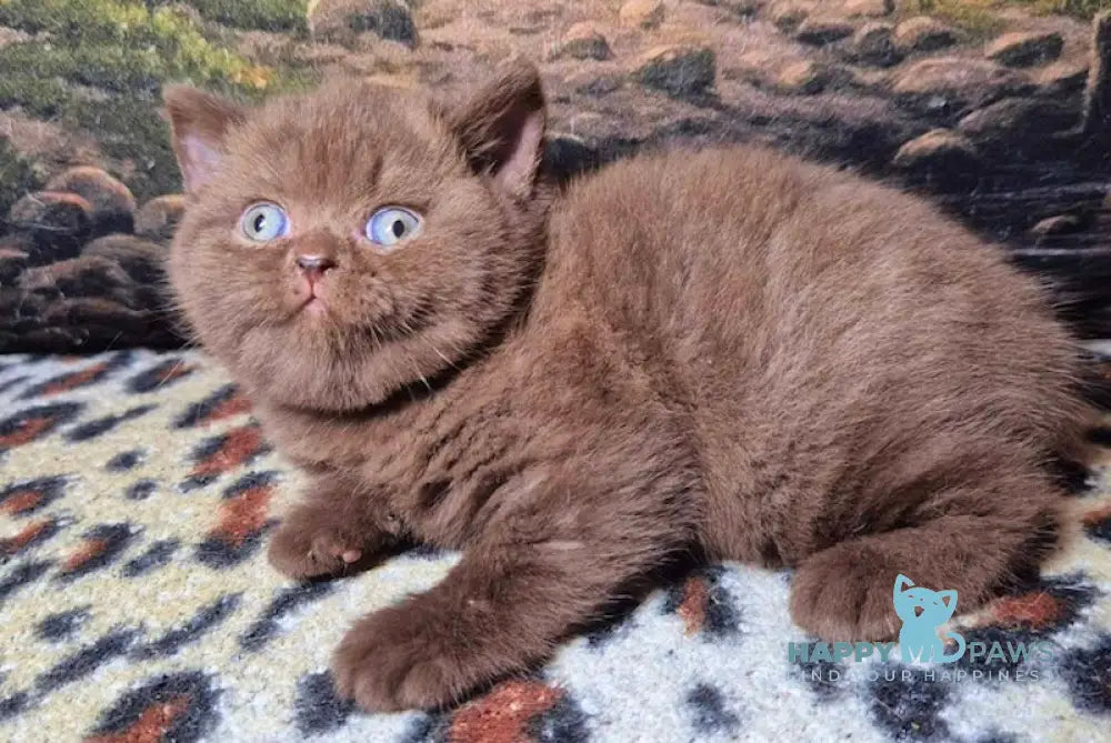 Carolina British Shorthair female chocolate live animals