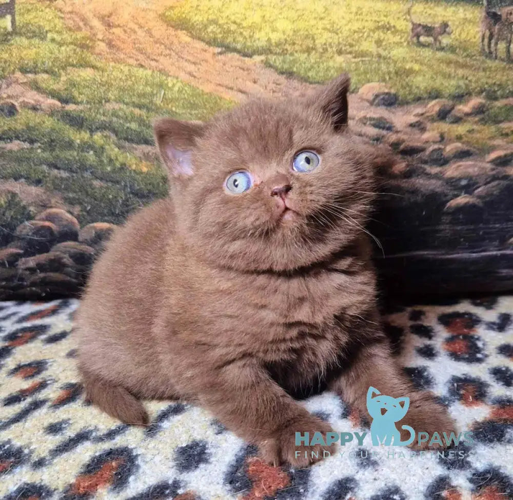 Carolina British Shorthair female chocolate live animals