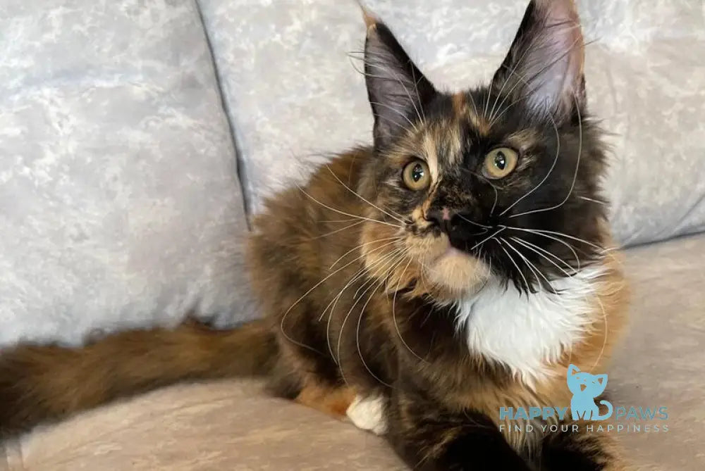 Carolina Maine Coon female black tortie with white live animals