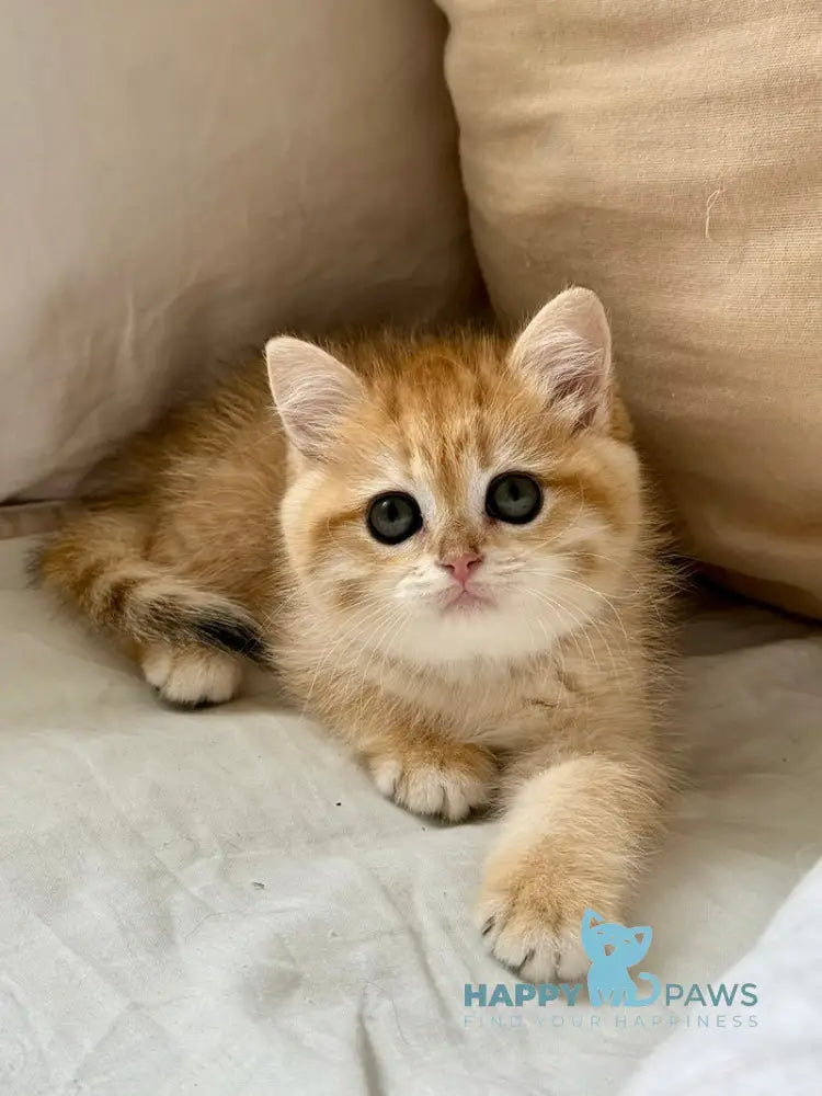 Carolina Scottish Straight female black golden spotted tabby live animals
