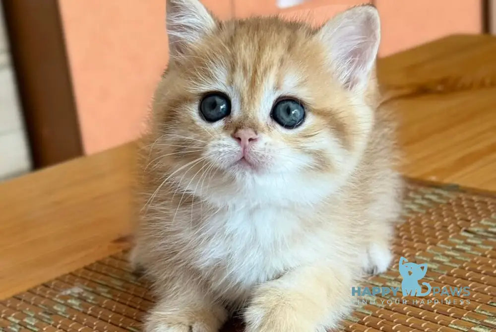 Carolina Scottish Straight female black golden spotted tabby live animals