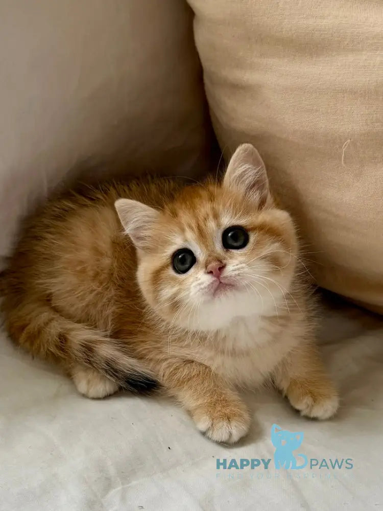 Carolina Scottish Straight female black golden spotted tabby live animals