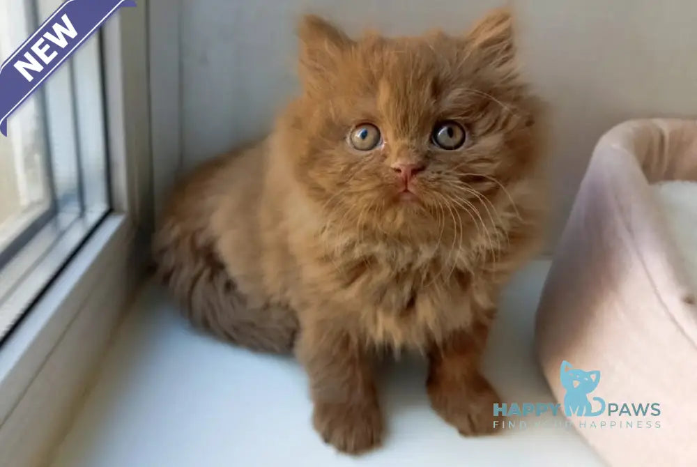 Caroline British Longhair female cinnamon live animals