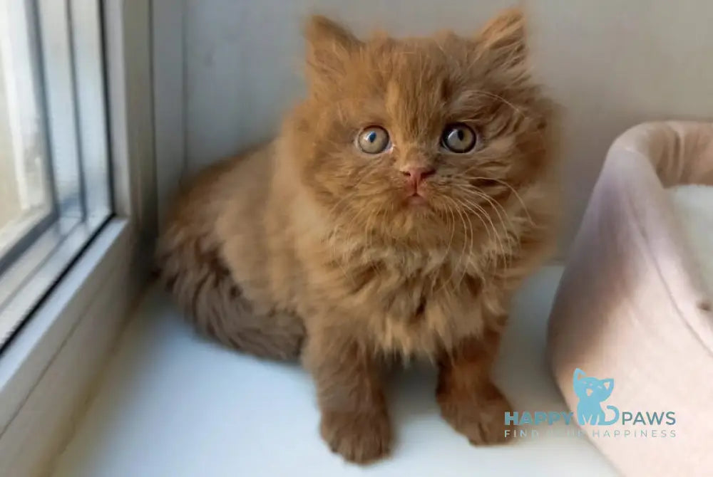 Caroline British Longhair female cinnamon live animals