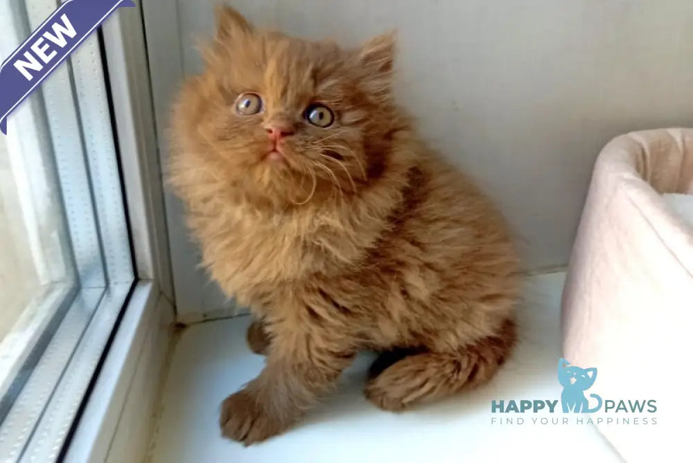 Caroline British Longhair female cinnamon live animals