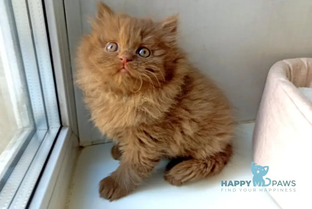Caroline British Longhair female cinnamon live animals