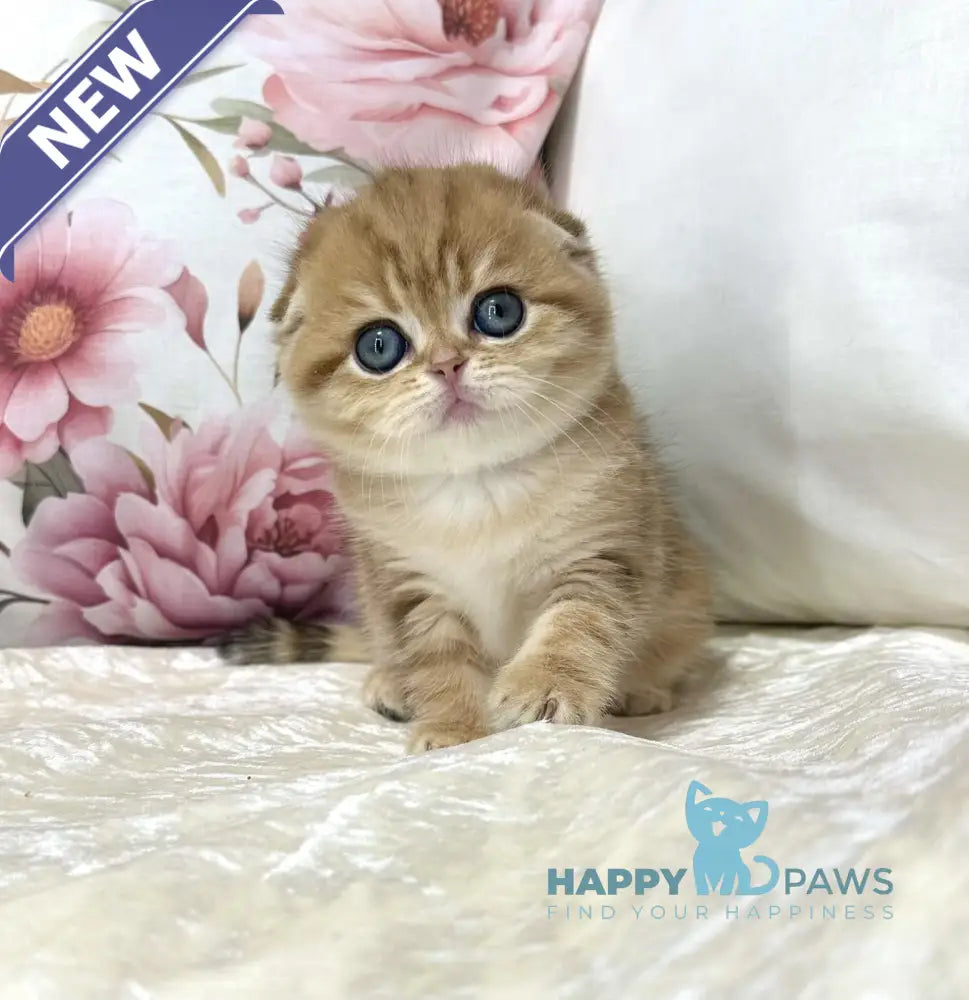 Caroline Scottish Fold female black golden tabby live animals