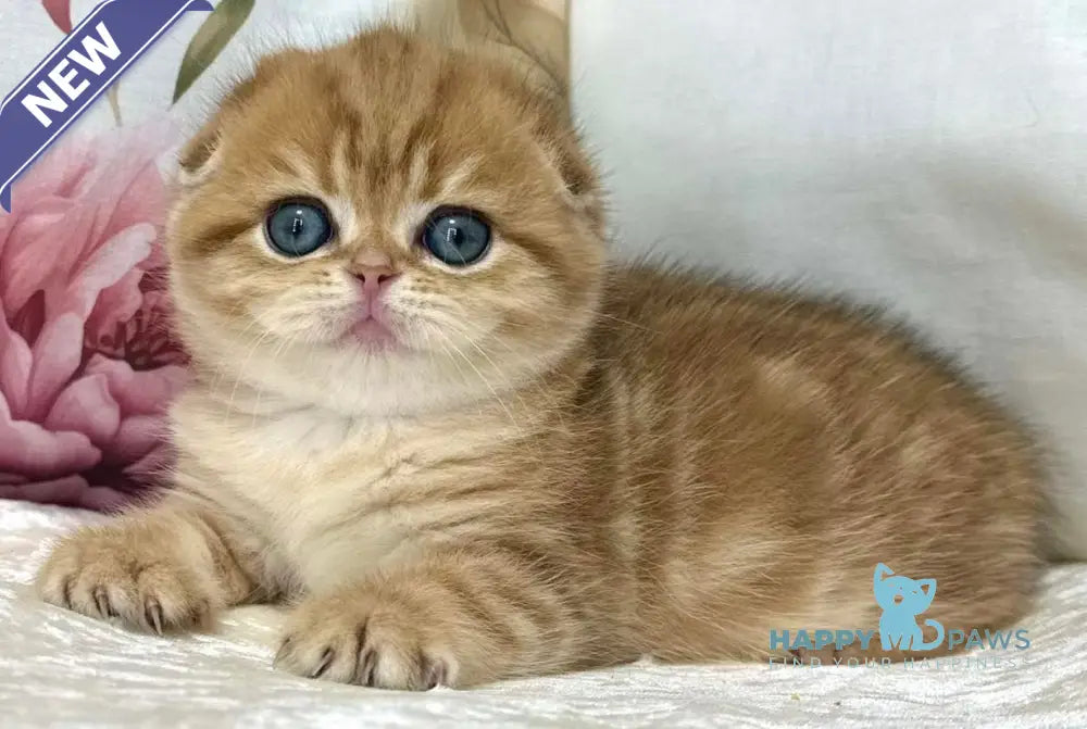 Caroline Scottish Fold female black golden tabby live animals
