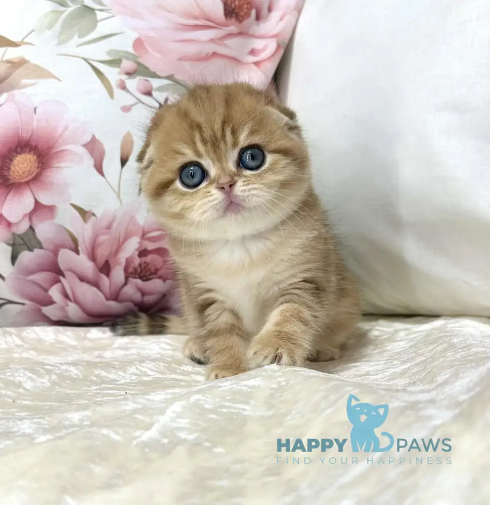 Caroline Scottish Fold female black golden tabby live animals