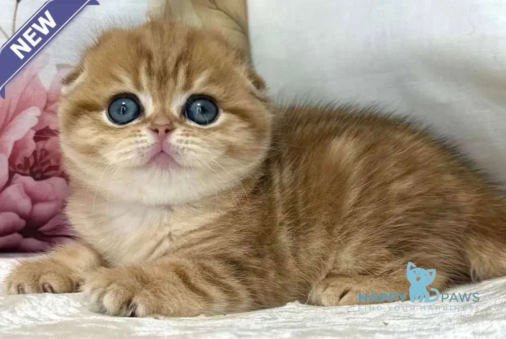 Caroline Scottish Fold female black golden tabby live animals
