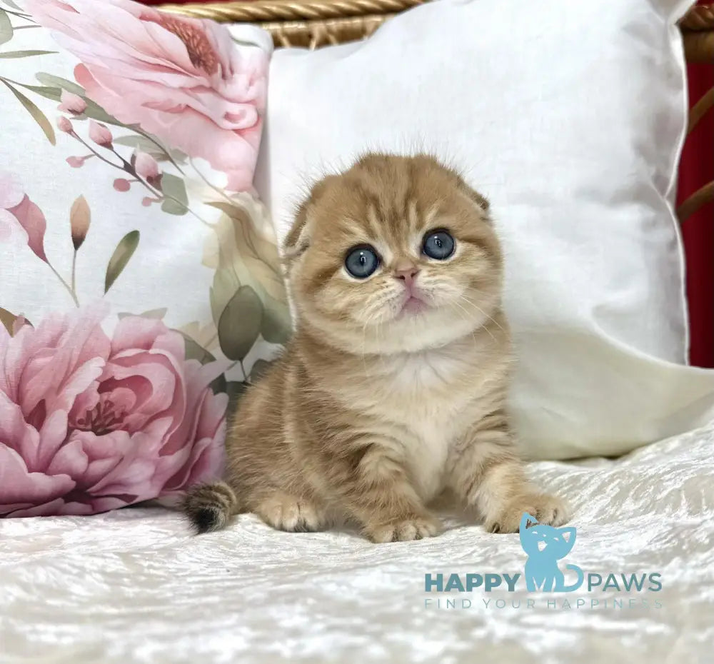 Caroline Scottish Fold female black golden tabby live animals