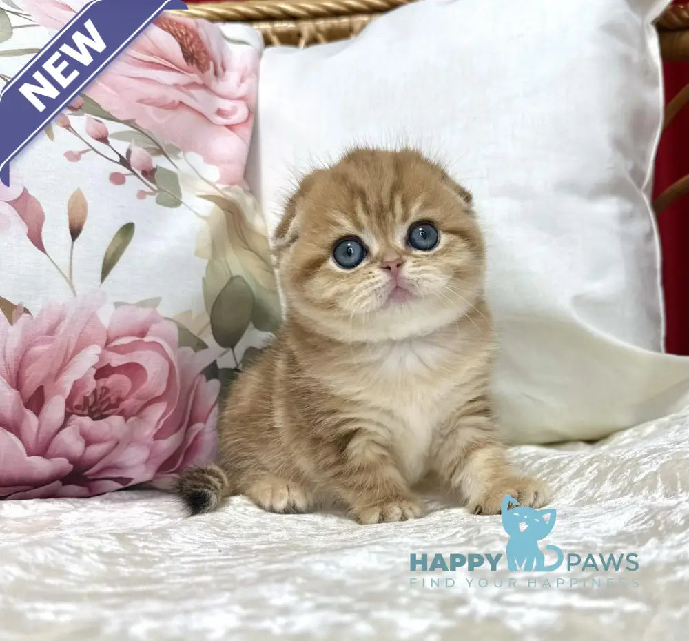 Caroline Scottish Fold female black golden tabby live animals