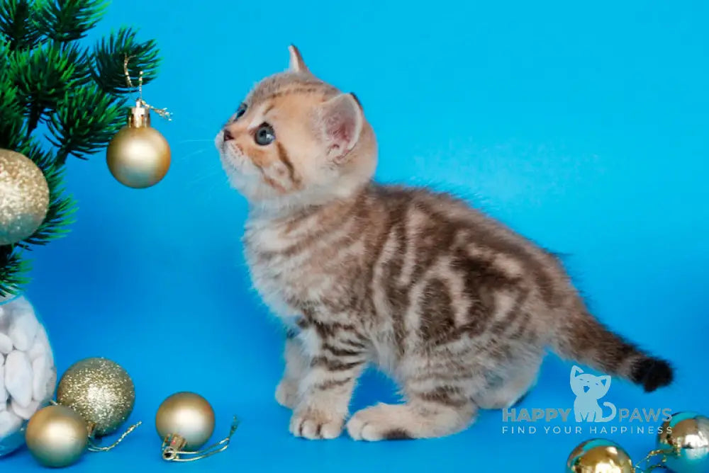 Carrie British Shorthair female chocolate tabby live animals