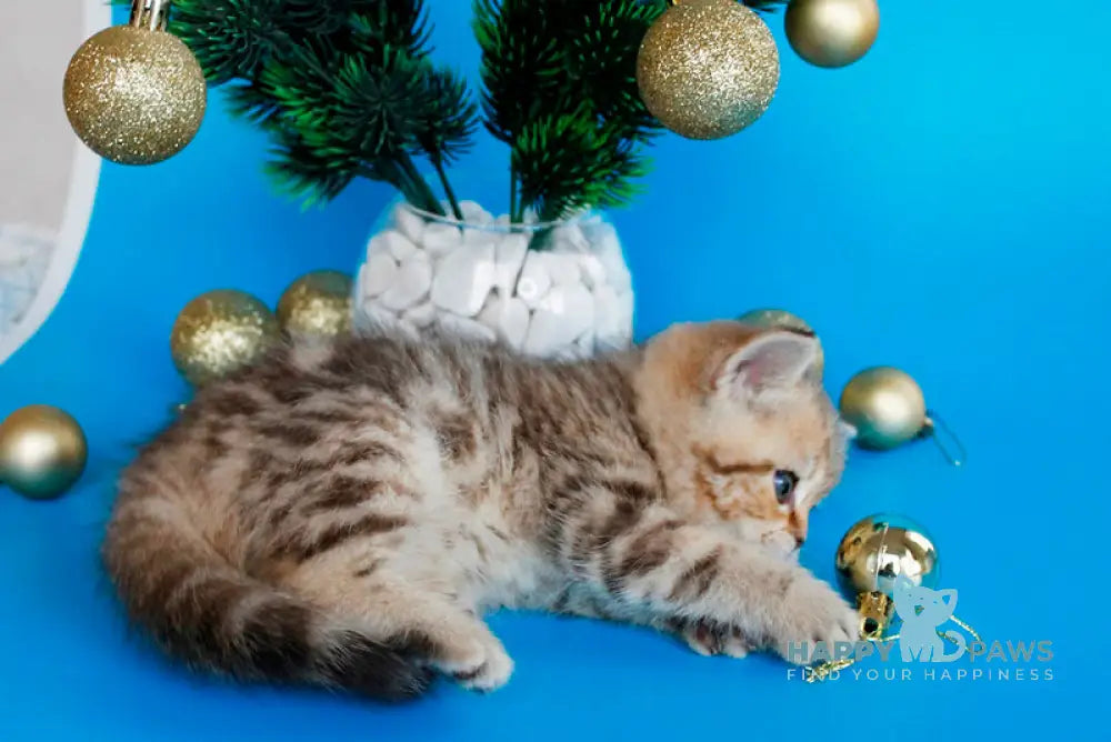 Carrie British Shorthair female chocolate tabby live animals