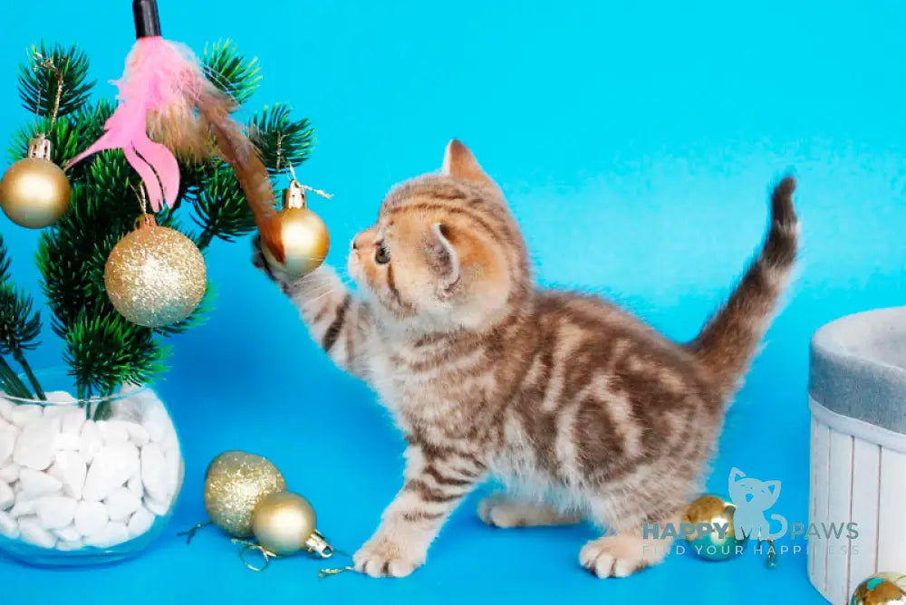 Carrie British Shorthair female chocolate tabby live animals